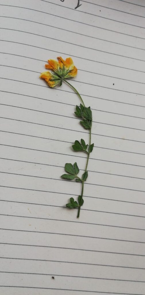 Deze bloem vond Casper langs de Amstel